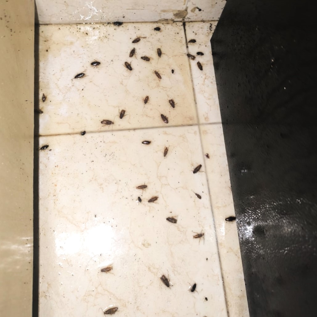 Cockroach Control